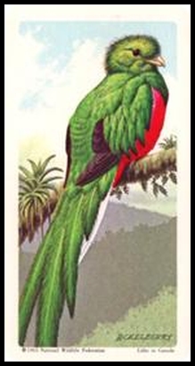 18 Quetzal